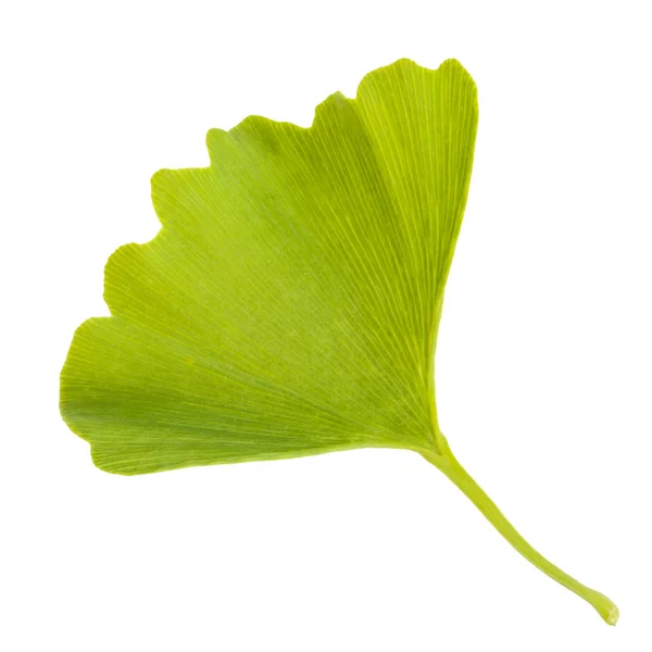 Ginkgo biloba blad isolerad på vit bakgrund — Stockfoto