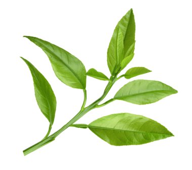 beyaz izole limon dal