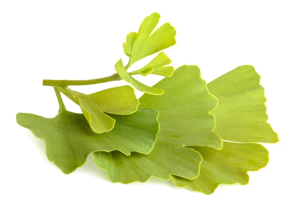 Ginkgo biloba yaprakları beyaz arkaplanda izole