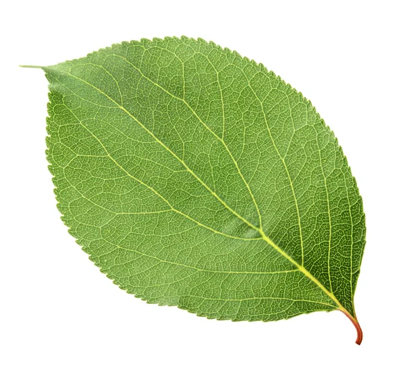 Apricot leaf isolated on white — Stock Photo, Image