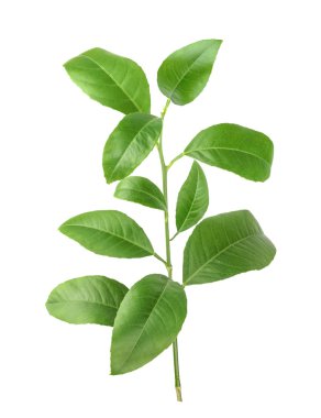Beyaz bir arka plan üzerinde izole limon yeşil yaprakları