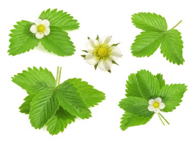 Beyaz arkaplanda yalıtılmış çilek yaprağı