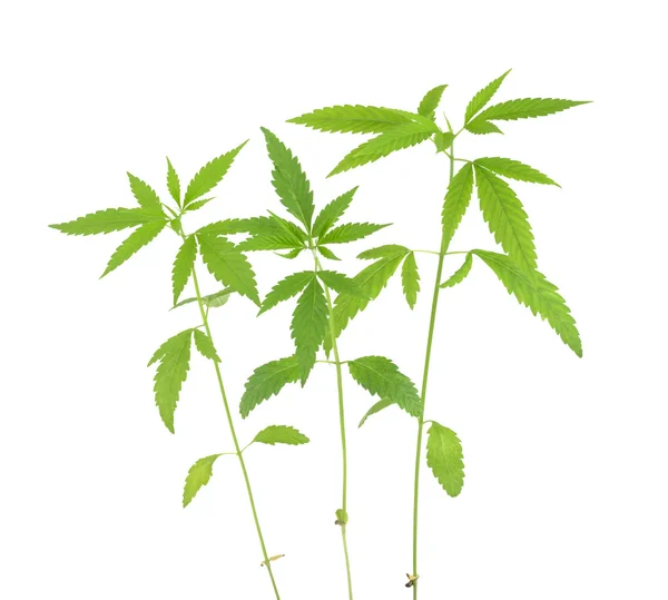 Kannabis sativa l kasvi valkoisella pohjalla — kuvapankkivalokuva