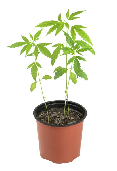 Cannabis, marijuana, växter på en vit bakgrund — Stockfoto