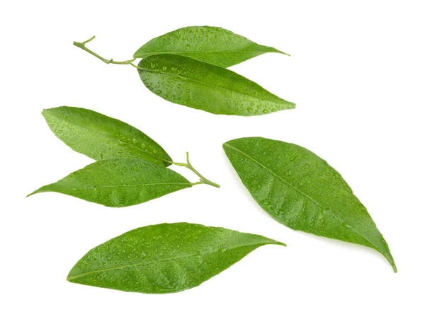 Våta tangerine leaf isolerade — Stockfoto