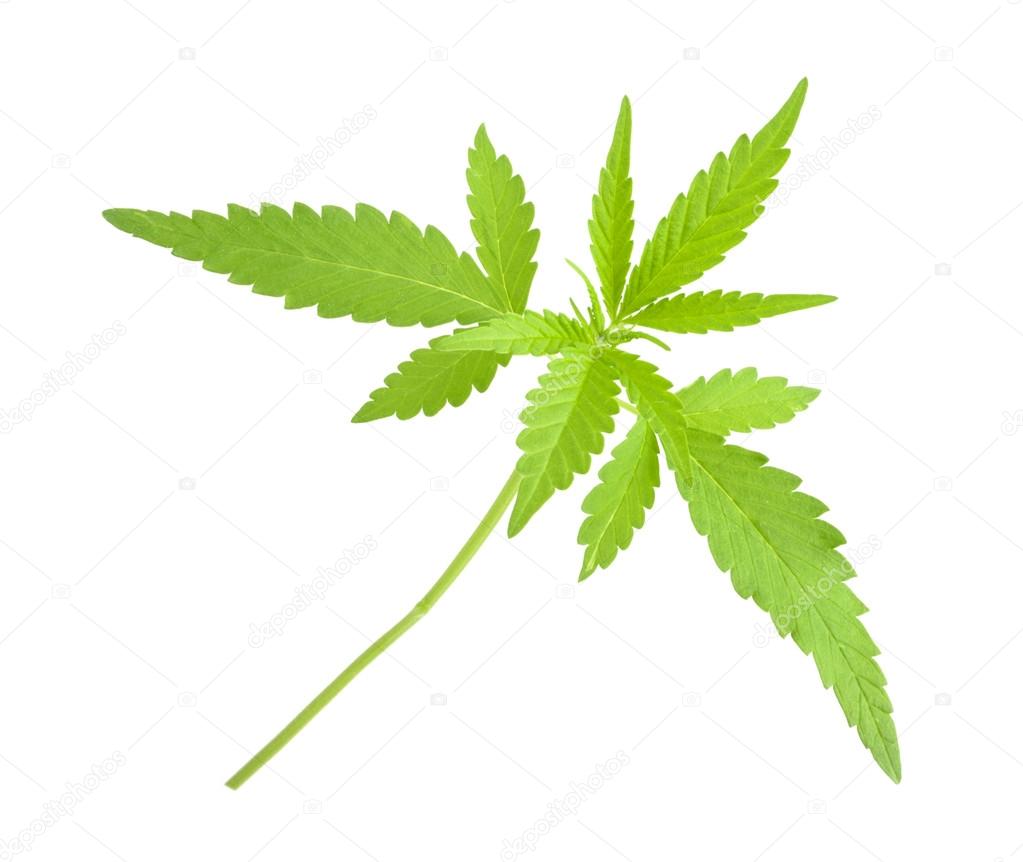 Cannabis sativa l plant on a white background