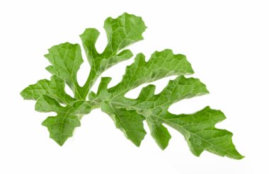 Beyaz arka plan üzerinde izole karpuz yaprak