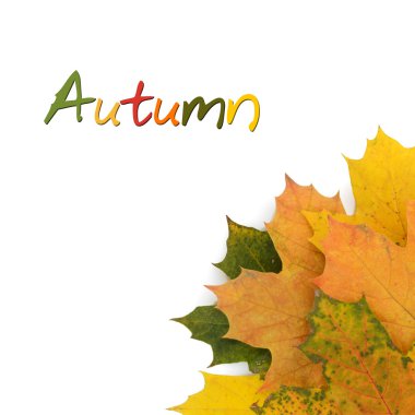 Sonbahar konsepti izole