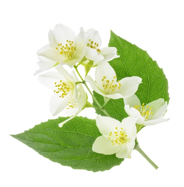 Jasmine flower isolated on white — Stock Photo, Image