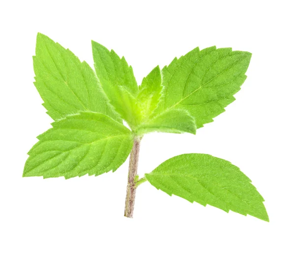 Mint melissa leaves isolated — Stock Photo, Image