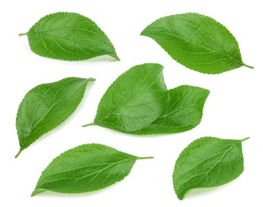 Erik yaprakları beyaz arkaplanda izole edilmiş