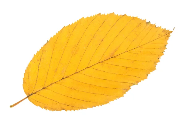 Outono folha amarela isolada — Fotografia de Stock