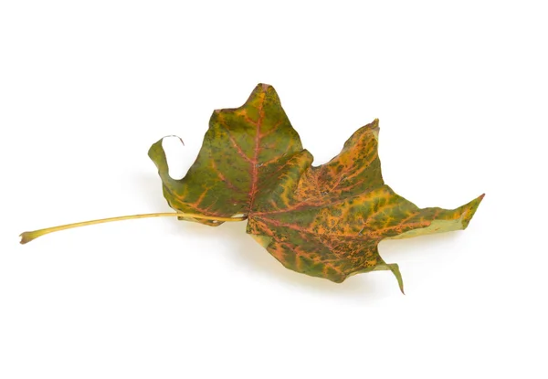 Maple leaf on white — Stock Photo, Image