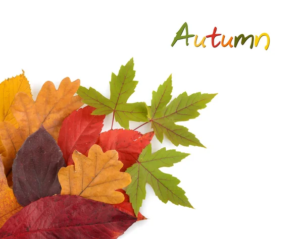 Colorful background of autumn leaves isolated — Stock Photo, Image