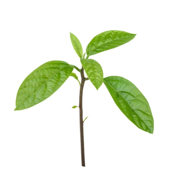 Avocado leaves isolated — Stock Photo, Image