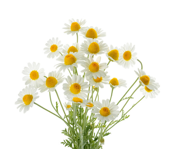 Ромашки изолированы на белом фоне. cutout
