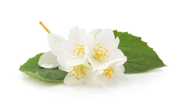 Jasmine flower isolated on white — Stock Photo, Image