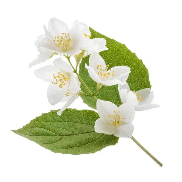 Flor de jazmín aislada en blanco — Foto de Stock