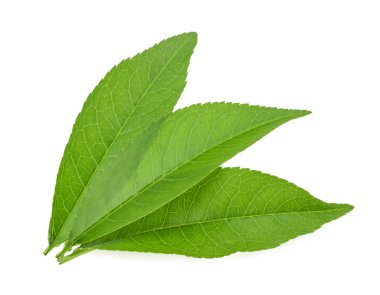 şeftali yaprak beyaz zemin üzerine izole