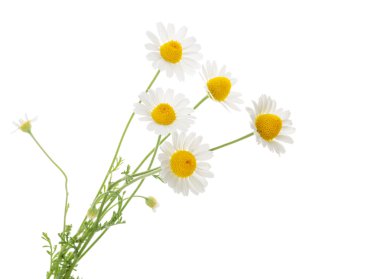 Beyaz arka plan üzerinde izole chamomiles. kesme