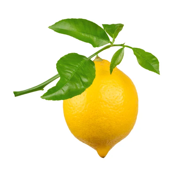 Lemon  isolated on white background — Stock Photo, Image