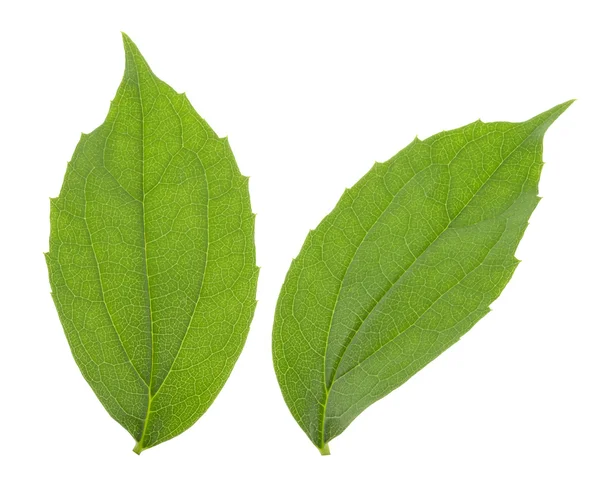 Hoja de jazmín aislada sobre fondo blanco — Foto de Stock