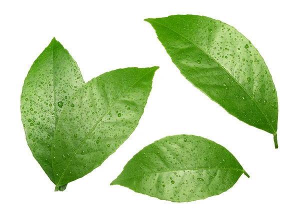 Lemon leaf isolated on white background — Stock Photo, Image