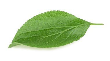 Erik yaprakları beyaz arkaplanda izole edilmiş