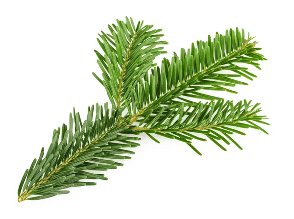 Firavun ağacı dalı beyazda yalıtılmış