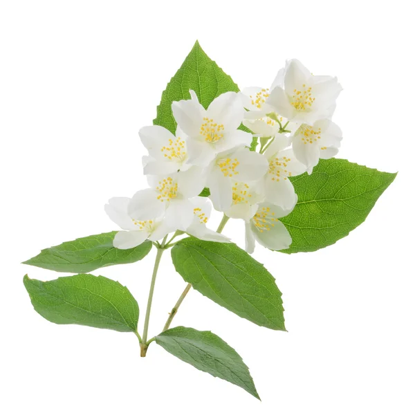 Jasminblüte isoliert auf weiß — Stockfoto
