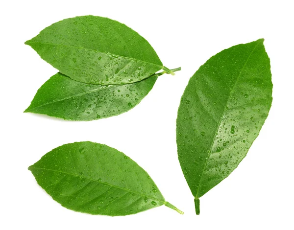 Hoja de limón aislada sobre fondo blanco —  Fotos de Stock