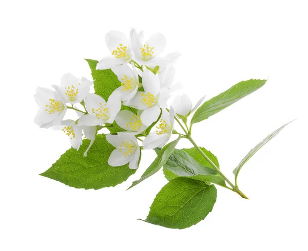 Jasminblüte isoliert auf weiß. ohne Schatten — Stockfoto