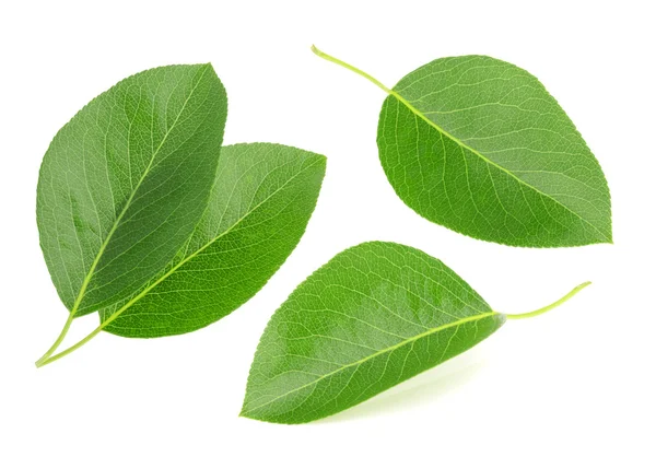 Peren bladeren geïsoleerd op een witte achtergrond — Stockfoto