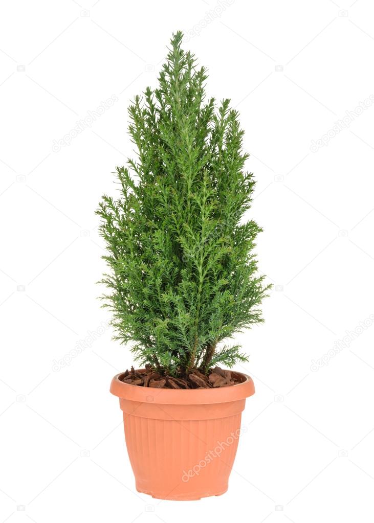 Cypress tree isolated on white. whithout shadow