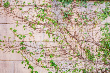 Çimenli duvar taşı tuğlası