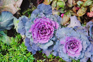 Taze mor süslemeli lahana çiçeği.