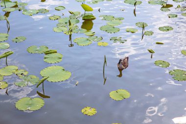 Kanalda bir ördeğin portresi.