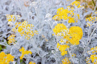 Jacobaea maritima 'ya yakın, genellikle gümüş ragwort olarak bilinir.