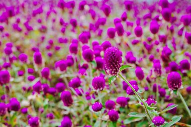 Bahçede Gomphrena globosa mor çiçek arka planı.