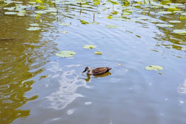 Kanalda bir ördeğin portresi.