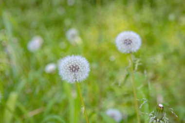 Park 'ta bir karahindiba tarlası.