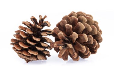 Beyaz arkaplanda çam kozalakları izole