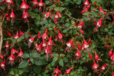 Bahçede kırmızı ve yeşil yapraklar
