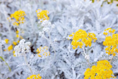 Jacobaea maritima 'ya yakın, genellikle gümüş ragwort olarak bilinir.