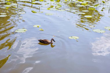 Kanalda bir ördeğin portresi.