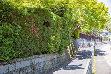 Yaya yolunda ağaç olan çalıların yeşili.