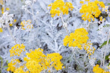 Jacobaea maritima 'ya yakın, genellikle gümüş ragwort olarak bilinir.