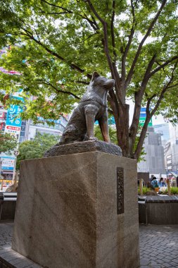 TOKYO JAPONYA 15 Mayıs 2019: Hachiko köpek heykeli Shibuya İstasyonu, Tokyo, Japonya