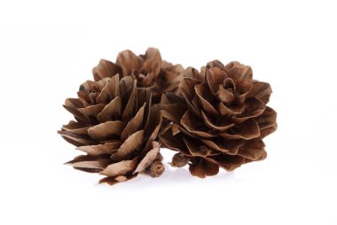 Beyaz arkaplanda çam kozalağı izole