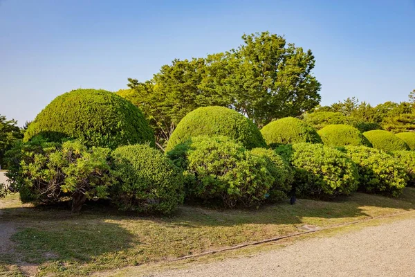 Trimming bushes and round ball bushes